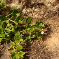 Leptopetalum biflorum (L.) Neupane & N.Wikstr.